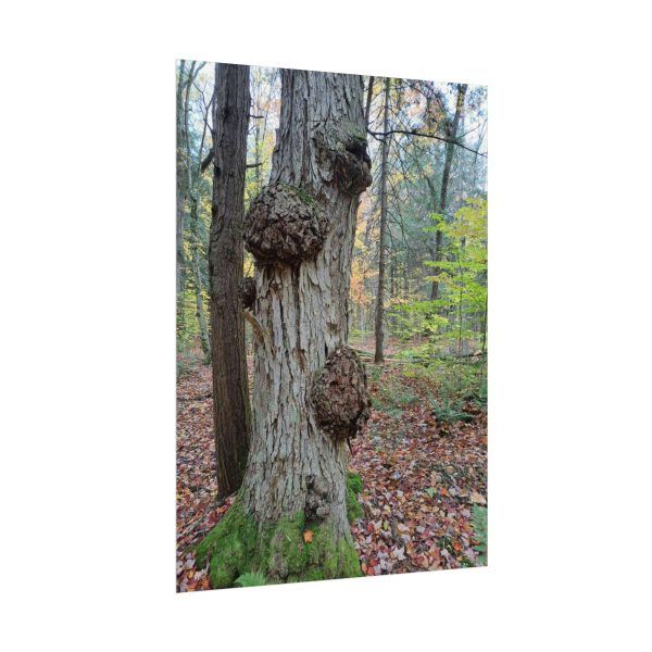 textured watercolor matte poster of a tree with burls in da up