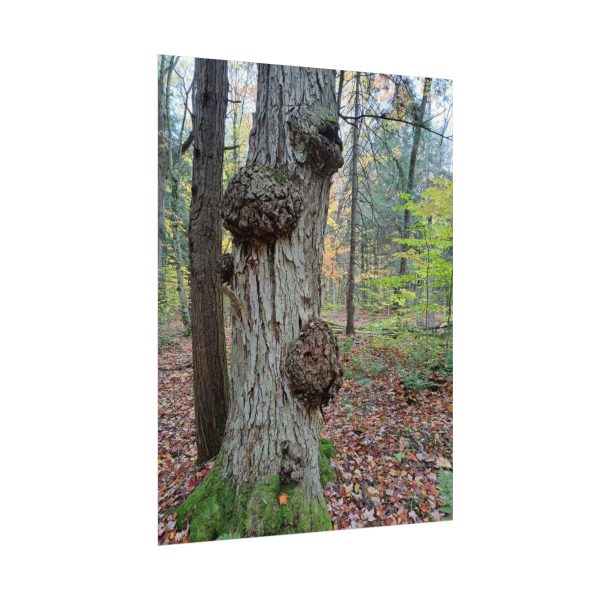 textured watercolor matte poster of a tree with burls in da up